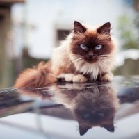 дикие домашние животные :: Антон Лихач дикие домашние животные :: Антон Лихач