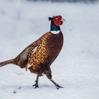 Фазан :: SanSan 