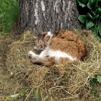 Сладкий сон :: Мария Васильева Сладкий сон :: Мария Васильева
