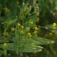 Сурепка у воды :: Татьяна Тюменка Сурепка у воды :: Татьяна Тюменка