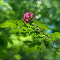 ФОТОЗАРИСОВКА . :: Владимир Железнов
