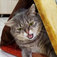Я не в духе! :: светлана льдокова