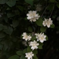 Жасмин :: Любовь 