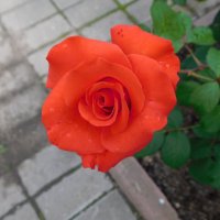 Роза чайно-гибридная :: Наиля Роза чайно-гибридная :: Наиля
