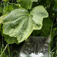 Котик :: Michel 