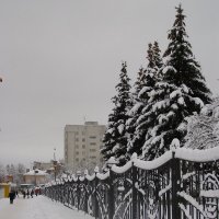 Снег. :: Николай ntv