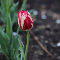 Тюльпан :: Алёна Писарева Тюльпан :: Алёна Писарева