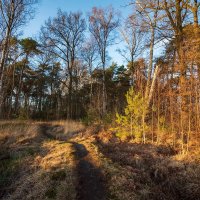 В вечерних лучах по болоту... :: Николай Гирш