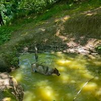 Бади :: Tata Wolf Бади :: Tata Wolf