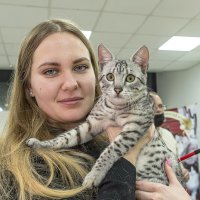 Фото с выставки кошек :: Светлана Ищенко