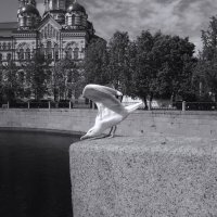 откланялся, ему пора, пора!..) :: sv.kaschuk 