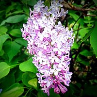 Сирень. :: Владимир Драгунский