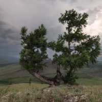 Приближение дождя :: Марина Фомина.