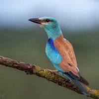 Ты сними меня, фотограф :: Александр К.