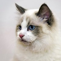 Фото с выставки :: Светлана Ищенко