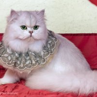 Фото с выставки :: Светлана Ищенко
