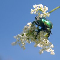 Cetonia aurata :: Владимир Лазарев