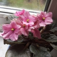 Моя фиалка :: Елена Семигина