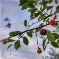 Маленький мух спрятался от дождя :: AZ east3