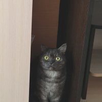 *** :: Андрей Л. В.
