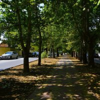 Феодосия. Аллея улицы Десантников летом. :: Пётр Чернега