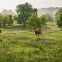 Кони. На утреннем выпасе. :: Анатолий Пашковский