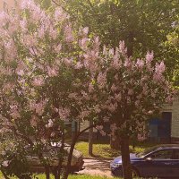 Цвет. :: Владимир Драгунский