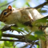 Притаился...вдруг не заметят? :: Татьяна Лютаева