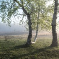 Нежность летнего тумана :: Марина Фомина.