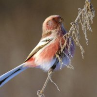 Зимнее яблочко :: Михаил Белоусов