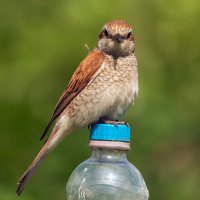 ****** :: Виталий Емельянов