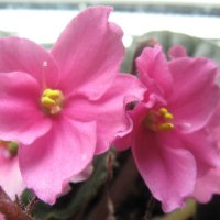 Фиалки :: Елена Семигина