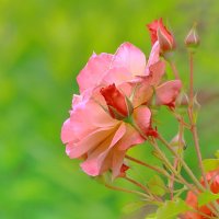 цветение :: Andrey Bragin цветение :: Andrey Bragin