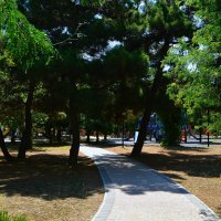 Феодосия. Сосны на аллее Комсомольского парка летом. :: Пётр Чернега Феодосия. Сосны на аллее Комсомольского парка летом. :: Пётр Чернега