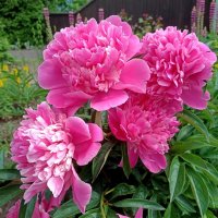 Пионы красные :: Мария Васильева