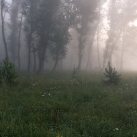 Утренний туман :: Марина Фомина. Утренний туман :: Марина Фомина.