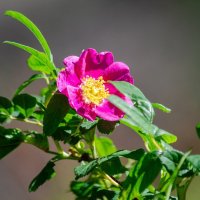 Земная красота :: Виктор Иванович Чернюк