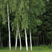 *** :: Татьяна Тюменка *** :: Татьяна Тюменка