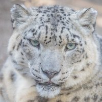 ИРБИС :: Аркадий Лаптенко ИРБИС :: Аркадий Лаптенко