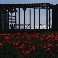 Утро в царстве апрельских тюльпанов. :: Анатолий Щербак