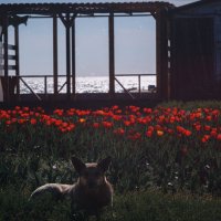 Утро в царстве апрельских тюльпанов. :: Анатолий Щербак Утро в царстве апрельских тюльпанов. :: Анатолий Щербак
