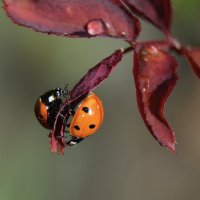 Инь и ян...напарники... :: Надежда Куркина Инь и ян...напарники... :: Надежда Куркина