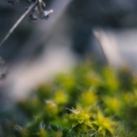 Мох :: Яна Горбунова