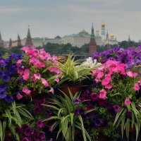 Петунии на Патриаршем мосту. :: Татьяна Помогалова
