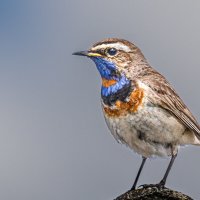 Варакушка :: Георгий Кулаковский Варакушка :: Георгий Кулаковский