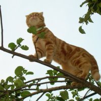 Азарт охотника... птички :: Татьяна Р Азарт охотника... птички :: Татьяна Р