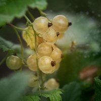 Ьелая смородина :: Оксана Галлямова