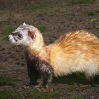 Хорь степной :: SanSan 