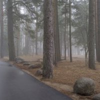 В приморском тумане............... :: Юрий Цыплятников В приморском тумане............... :: Юрий Цыплятников