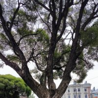 Старожил. :: Ольга Старожил. :: Ольга